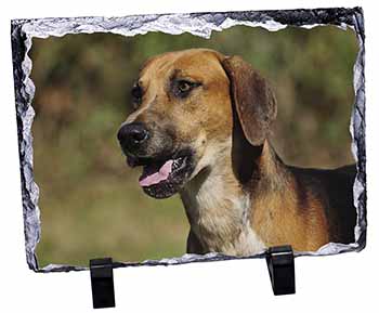 Foxhound Dog, Stunning Photo Slate