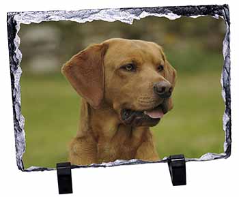 Fox Red Labrador, Stunning Photo Slate