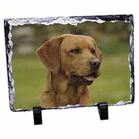 Fox Red Labrador, Stunning Photo Slate