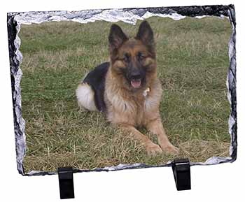 Alsatian/ German Shepherd Dog, Stunning Photo Slate