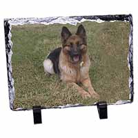 Alsatian/ German Shepherd Dog, Stunning Photo Slate