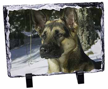 German Shepherd Dog in Snow, Stunning Photo Slate