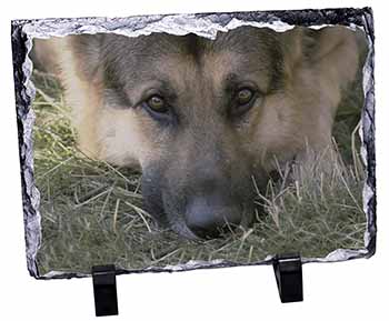 German Shepherd, Stunning Photo Slate