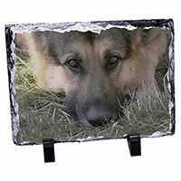 German Shepherd, Stunning Photo Slate