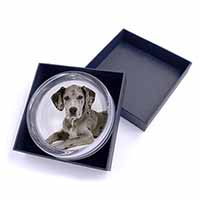 Great Dane Glass Paperweight in Gift Box