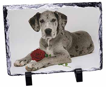 Great Dane with Red Rose, Stunning Photo Slate