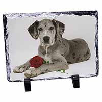 Great Dane with Red Rose, Stunning Photo Slate