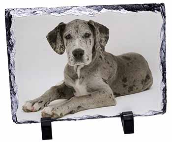 Great Dane, Stunning Photo Slate