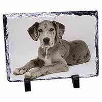 Great Dane, Stunning Photo Slate