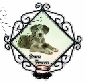 Great Dane Dog 