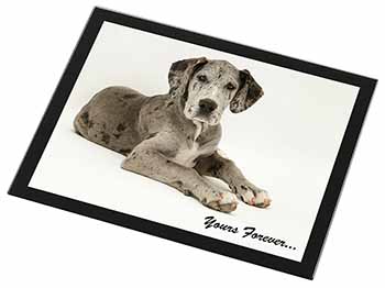 Great Dane Dog 