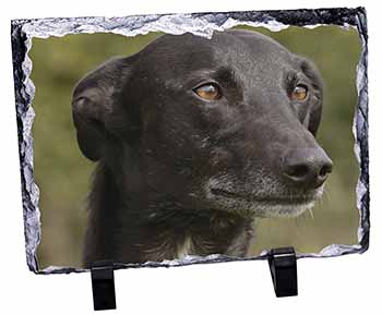 Greyhound Dog, Stunning Photo Slate