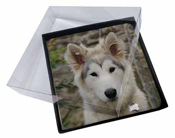 4x A Pretty Siberian Husky Puppy Dog Picture Table Coasters Set in Gift Box