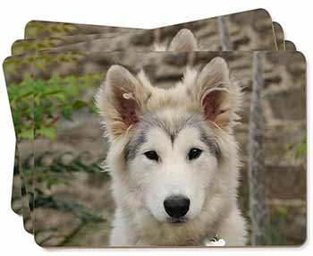 A Pretty Siberian Husky Puppy Dog Picture Placemats in Gift Box