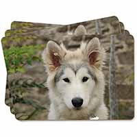 A Pretty Siberian Husky Puppy Dog Picture Placemats in Gift Box