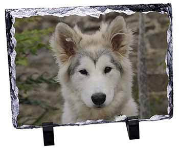 A Pretty Siberian Husky Puppy Dog, Stunning Photo Slate