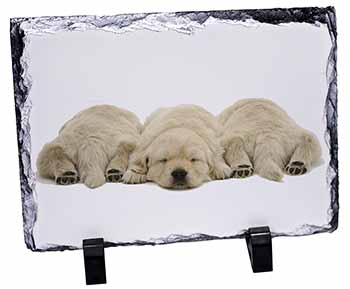 Golden Retriever Puppies, Stunning Photo Slate