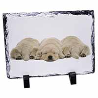 Golden Retriever Puppies, Stunning Photo Slate