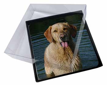 4x Golden Retriever in Water Picture Table Coasters Set in Gift Box