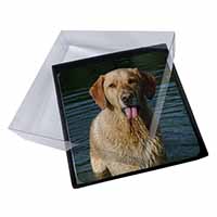 4x Golden Retriever in Water Picture Table Coasters Set in Gift Box