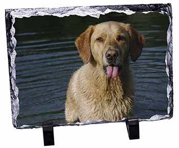 Golden Retriever in Water, Stunning Photo Slate