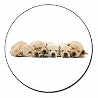 Five Golden Retriever Puppy Dogs Fridge Magnet Printed Full Colour