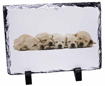 Five Golden Retriever Puppy Dogs, Stunning Photo Slate