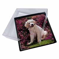 4x Golden Retriever Puppy Picture Table Coasters Set in Gift Box