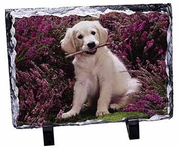 Golden Retriever Puppy, Stunning Photo Slate