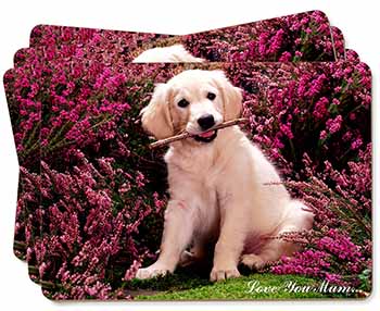 Golden Retriever Puppy 