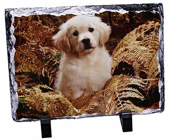 Golden Retriever Puppy, Stunning Photo Slate