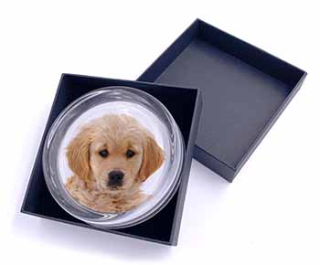 Golden Retriever Puppy Dog Glass Paperweight in Gift Box