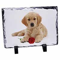 Golden Retriever Dog with Rose, Stunning Photo Slate