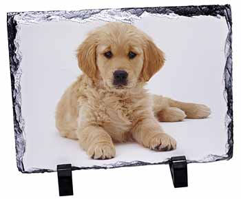 Golden Retriever Puppy Dog, Stunning Photo Slate