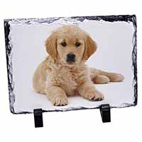 Golden Retriever Puppy Dog, Stunning Photo Slate Printed Full Colour - Advanta Group®