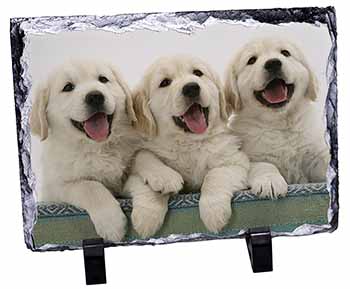 Golden Retriever Puppies, Stunning Photo Slate