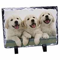 Golden Retriever Puppies, Stunning Photo Slate