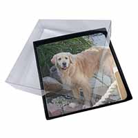 4x Golden Retriever Dog Picture Table Coasters Set in Gift Box