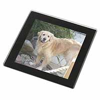 Golden Retriever Dog Black Rim High Quality Glass Coaster