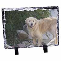 Golden Retriever Dog, Stunning Photo Slate