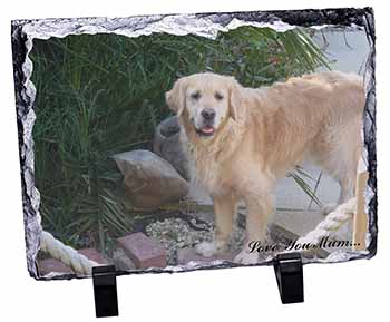 Golden Retriever Dog 