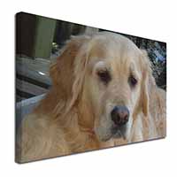 Golden Retriever Dog Canvas X-Large 30"x20" Wall Art Print