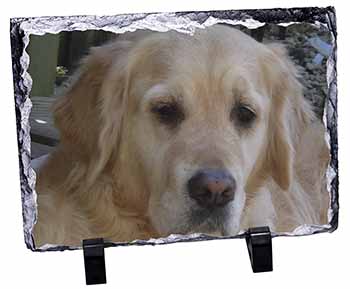 Golden Retriever Dog, Stunning Photo Slate