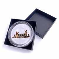 German Shepherd Dogs Glass Paperweight in Gift Box