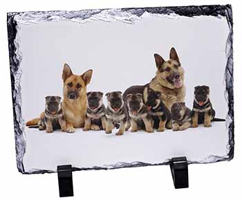 German Shepherd Dogs, Stunning Photo Slate