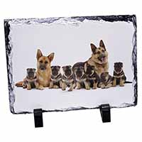 German Shepherd Dogs, Stunning Photo Slate