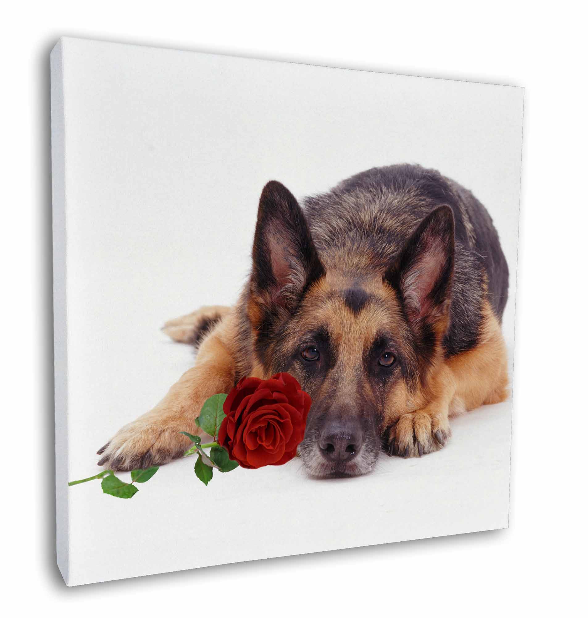 Details About German Shepherd With Red Rose 12 X12 Wall Art Canvas Decor Pictur Ad Gs1r C12