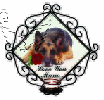 German Shepherd+Rose 