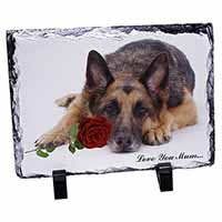 German Shepherd+Rose 