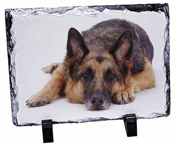 German Shepherd, Stunning Photo Slate